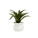 Mini Agave Potted Plant