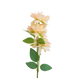 Blush Ivory Bloom Stem - 6 nos